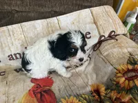Snickers, a male Cavapoo for sale in Holden, MO – 1 of 1