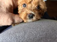 RednWhite, a male Cavapoo and Bichpoo for sale in Holden, MO – 6 of 10