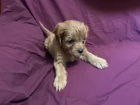 Little bit, a male Bichon Frise and Cavapoo for sale in Holden, MO – 3 of 6
