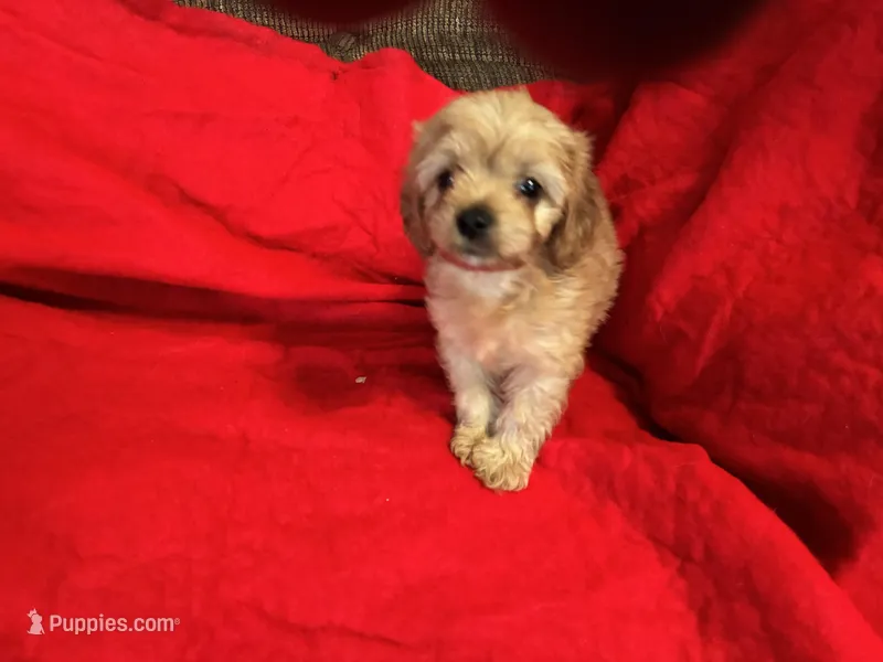  Lil Man – Cavapoo puppy for sale in Holden, MO