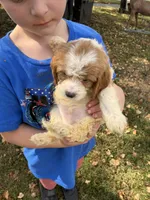 Bicolor male, a male Cavapoo and Bichpoo for sale in Holden, MO – 5 of 9