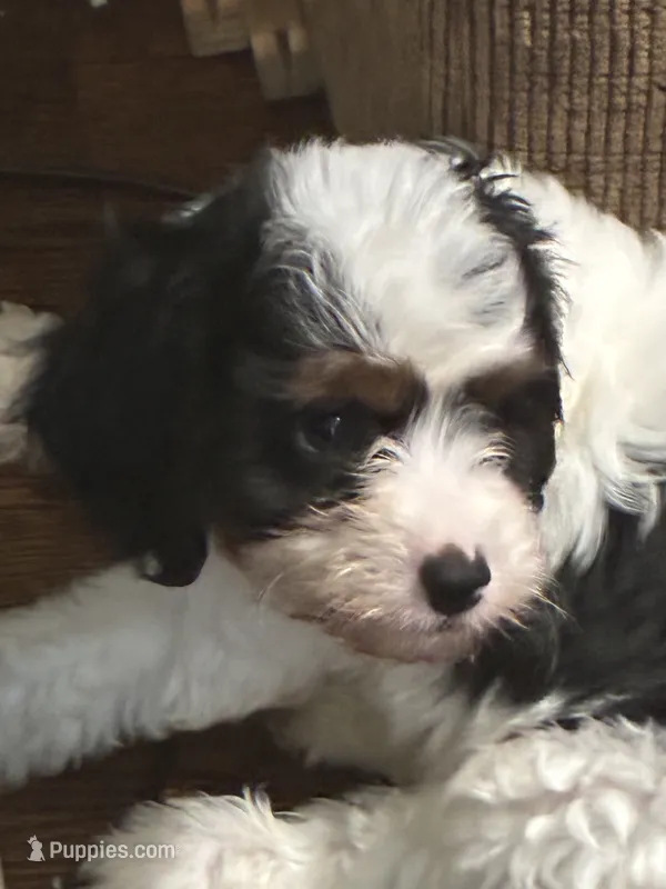 Snickers – Cavapoo puppy for sale in Holden, MO