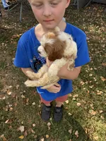 Bicolor male, a male Cavapoo and Bichpoo for sale in Holden, MO – 4 of 9
