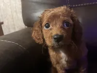 Lil Red, a female Cavapoo for sale in Holden, MO – 3 of 4
