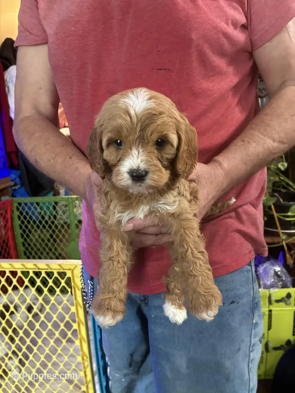 Lil Red – Cavapoo puppy for sale in Holden, MO