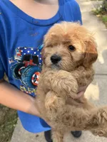Tanner, a male Cavapoo for sale in Holden, MO – 2 of 5