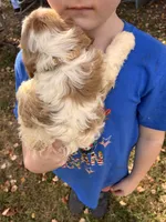Bicolor male, a male Cavapoo and Bichpoo for sale in Holden, MO – 9 of 9