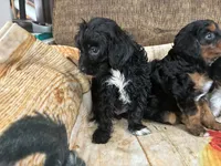 Heidee, a female Cavapoo for sale in Holden, MO – 1 of 1