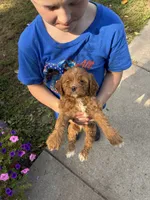 Black collar , a male Cavapoo and Bichpoo for sale in Holden, MO – 2 of 4