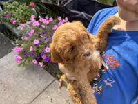 RednWhite, a male Cavapoo for sale in Holden, MO – 2 of 6
