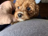 RednWhite, a male Cavapoo and Bichpoo for sale in Holden, MO – 7 of 10