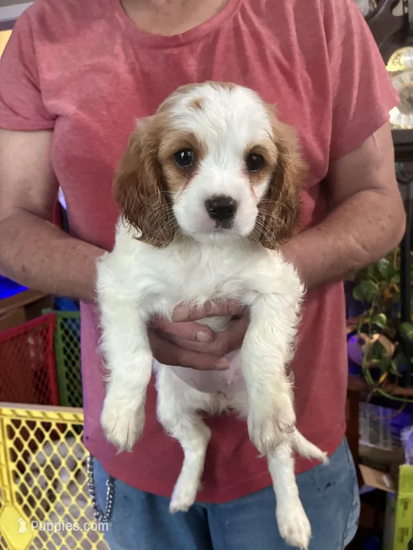 Alpha – Cavapoo puppy for sale in Holden, MO