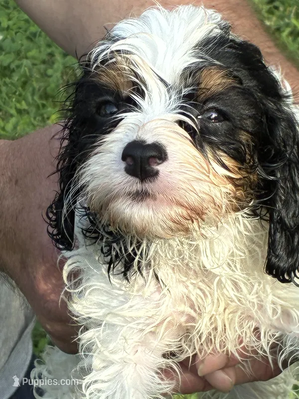 Snickers – Cavapoo puppy for sale in Holden, MO