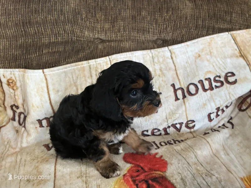 Caramel – Cavapoo puppy for sale in Holden, MO