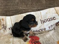 Caramel, a female Cavapoo for sale in Holden, MO – 1 of 1