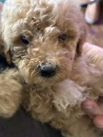 Curly Male, a male Cavapoo and Bichpoo for sale in Holden, MO – 4 of 5