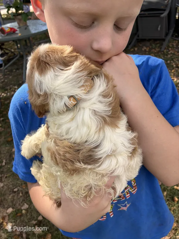 Bicolor male – Cavapoo, Bichpoo puppy for sale in Holden, MO