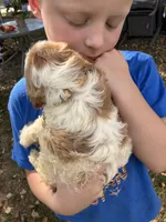 Bicolor male, a male Cavapoo and Bichpoo for sale in Holden, MO – 1 of 9