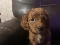 Lil Red, a female Cavapoo for sale in Holden, MO – 4 of 4
