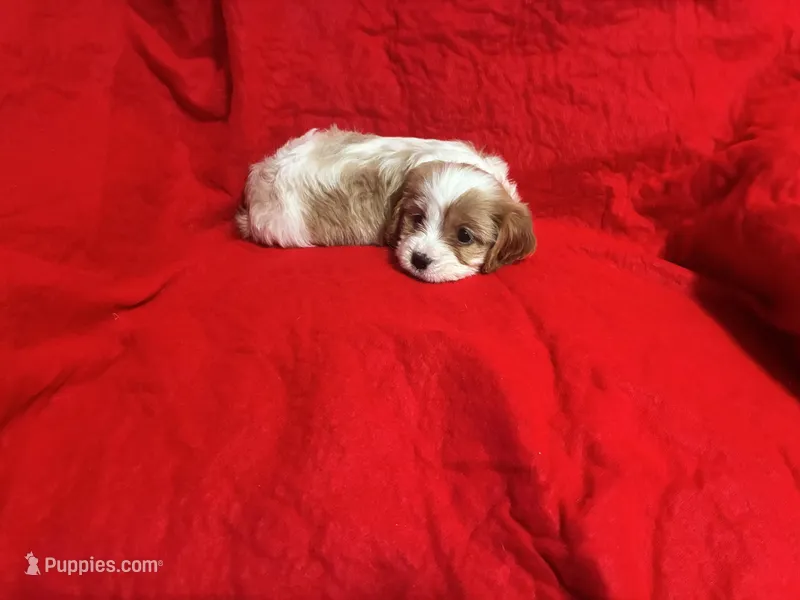 Lil Britches – Cavapoo puppy for sale in Holden, MO