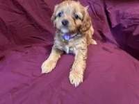 Little bit, a male Bichon Frise and Cavapoo for sale in Holden, MO – 5 of 6