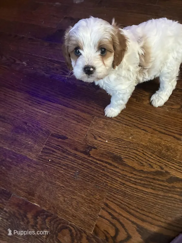 Lil Brother  – Cavapoo puppy for sale in Holden, MO