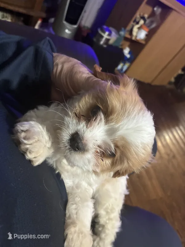 Lil Brother  – Cavapoo puppy for sale in Holden, MO