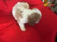 Lil Brother , a male Cavapoo for sale in Holden, MO – Photo 2 of 3