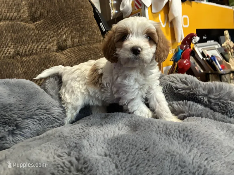 Lil Brother  – Cavapoo puppy for sale in Holden, MO