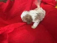 Lil Brother , a male Cavapoo for sale in Holden, MO – Photo 3 of 3