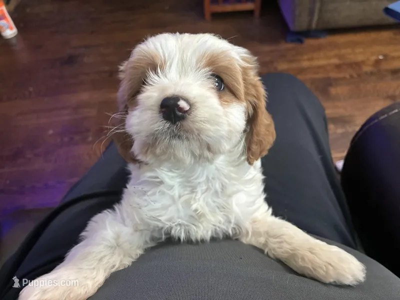 Lil Brother  – Cavapoo puppy for sale in Holden, MO