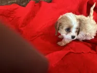 Lil Brother , a male Cavapoo for sale in Holden, MO – Photo 1 of 3