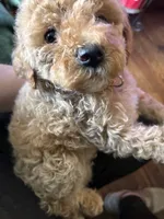 Curly Male, a male Cavapoo and Bichpoo for sale in Holden, MO – 5 of 5