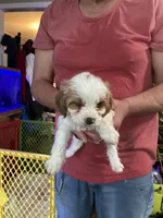 Patches, a female Cavapoo for sale in Holden, MO – Photo 1 of 2