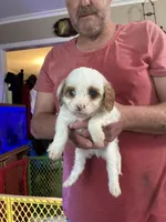 Patches, a female Cavapoo for sale in Holden, MO – Photo 2 of 2