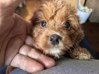 RednWhite, a male Cavapoo and Bichpoo for sale in Holden, MO – 5 of 10