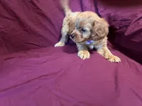 Little bit, a male Bichon Frise and Cavapoo for sale in Holden, MO – 4 of 6