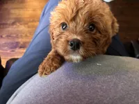 RednWhite, a male Cavapoo and Bichpoo for sale in Holden, MO – 9 of 10