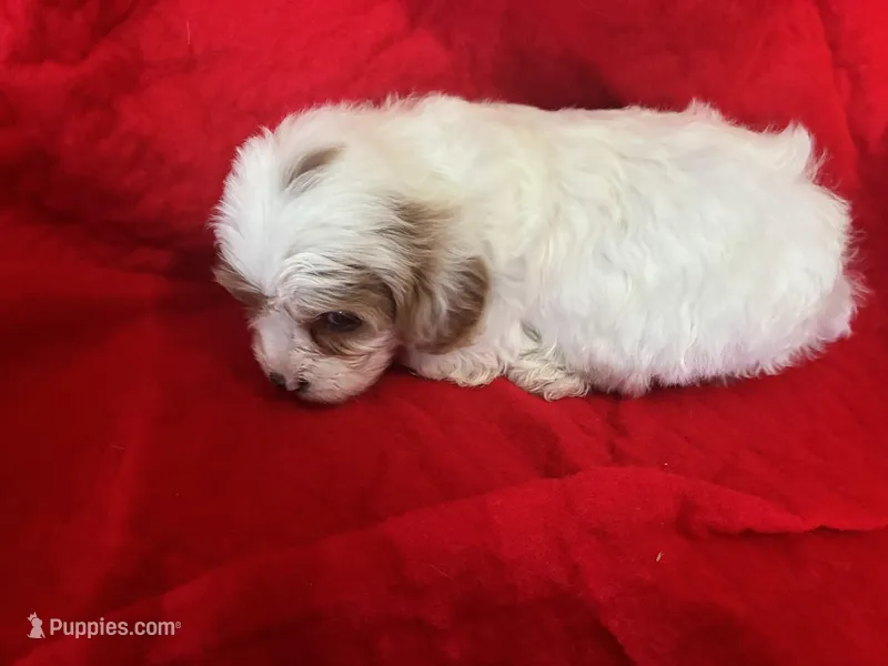 Ralph – Cavapoo puppy for sale in Holden, MO