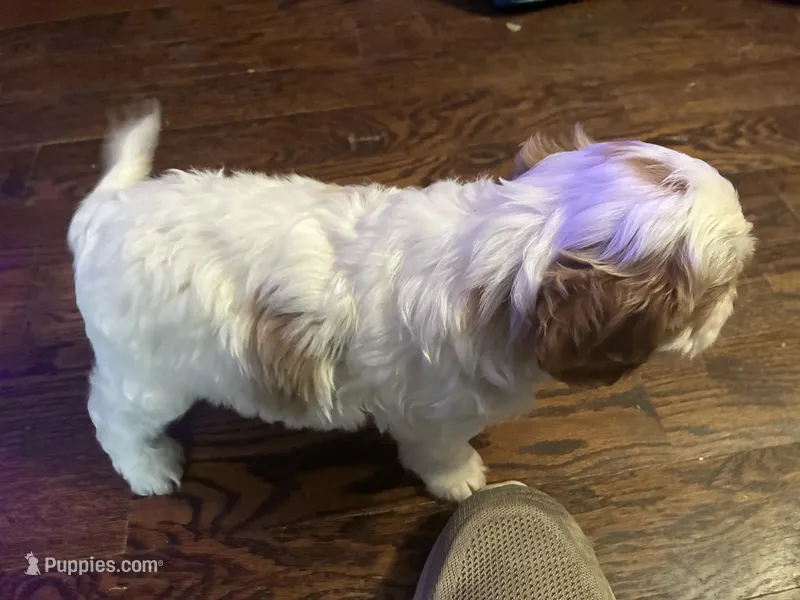 Ralph – Cavapoo puppy for sale in Holden, MO