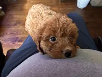 RednWhite, a male Cavapoo and Bichpoo for sale in Holden, MO – 10 of 10