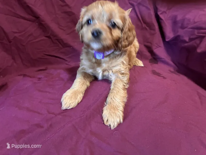 Male Purple Collar – Cavapoo puppy for sale in Holden, MO