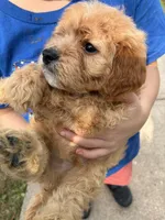 Tanner, a male Cavapoo for sale in Holden, MO – 4 of 5