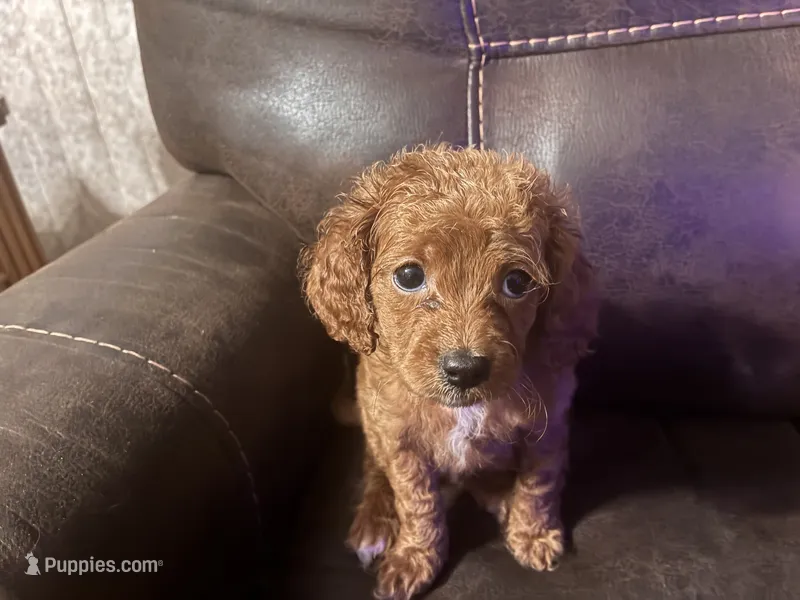 Lil Red – Cavapoo puppy for sale in Holden, MO