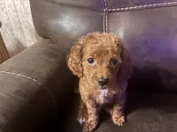 Lil Red, a female Cavapoo for sale in Holden, MO – 1 of 4