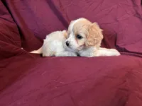 GirlBicolor, a female Cavapoo and Bichpoo for sale in Holden, MO – 1 of 1