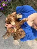 Black collar , a male Cavapoo and Bichpoo for sale in Holden, MO – 3 of 4