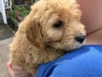 Tanner, a male Cavapoo for sale in Holden, MO – 1 of 5