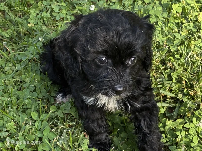 Heidee – Cavapoo puppy for sale in Holden, MO