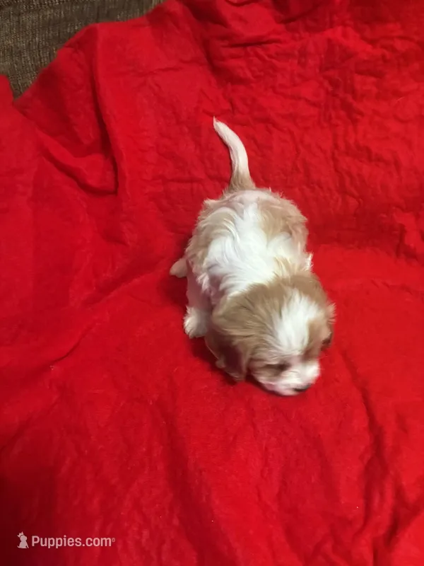 Sally – Cavapoo puppy for sale in Holden, MO